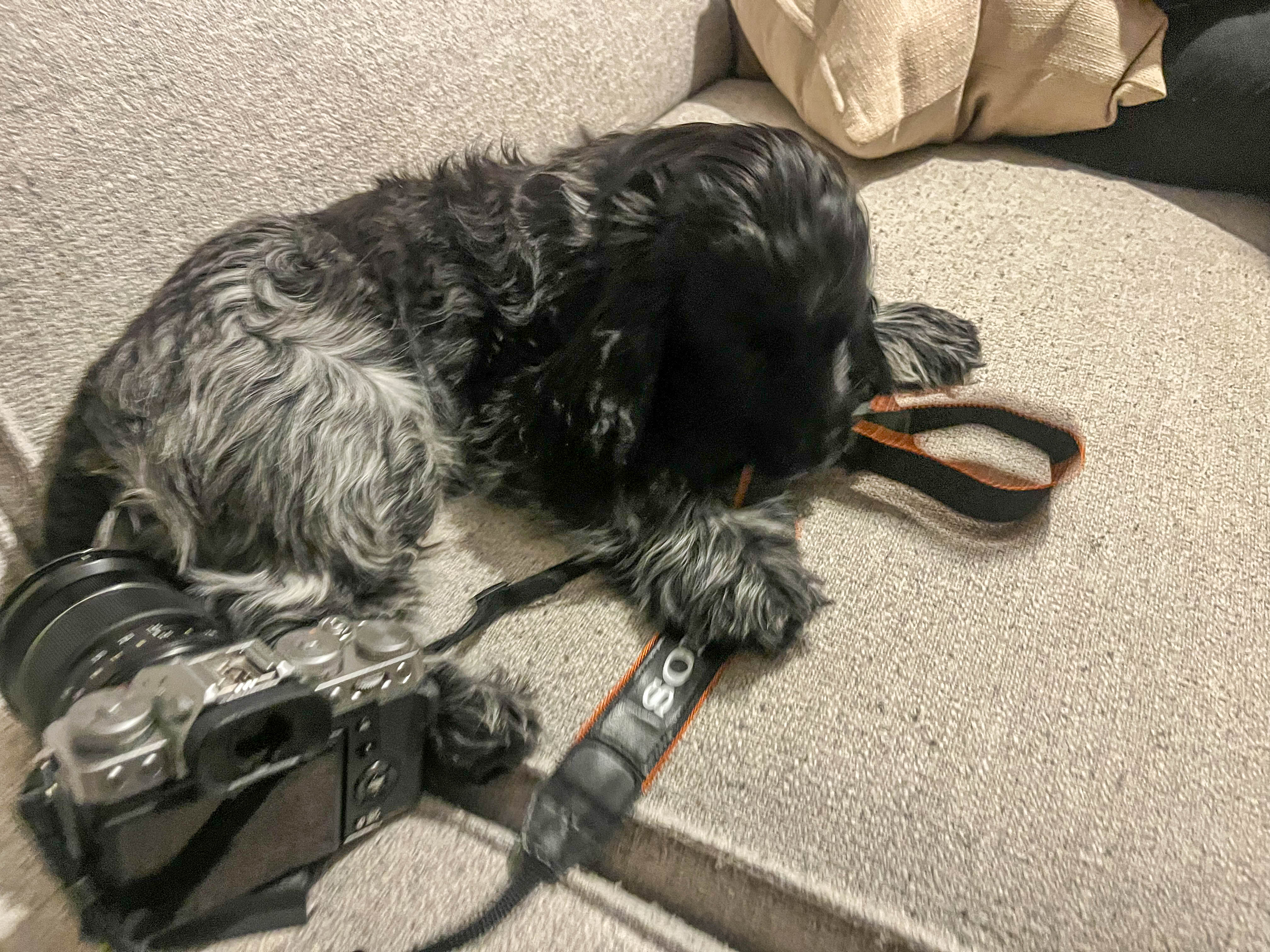 Tille Og Felix I Stavern 4