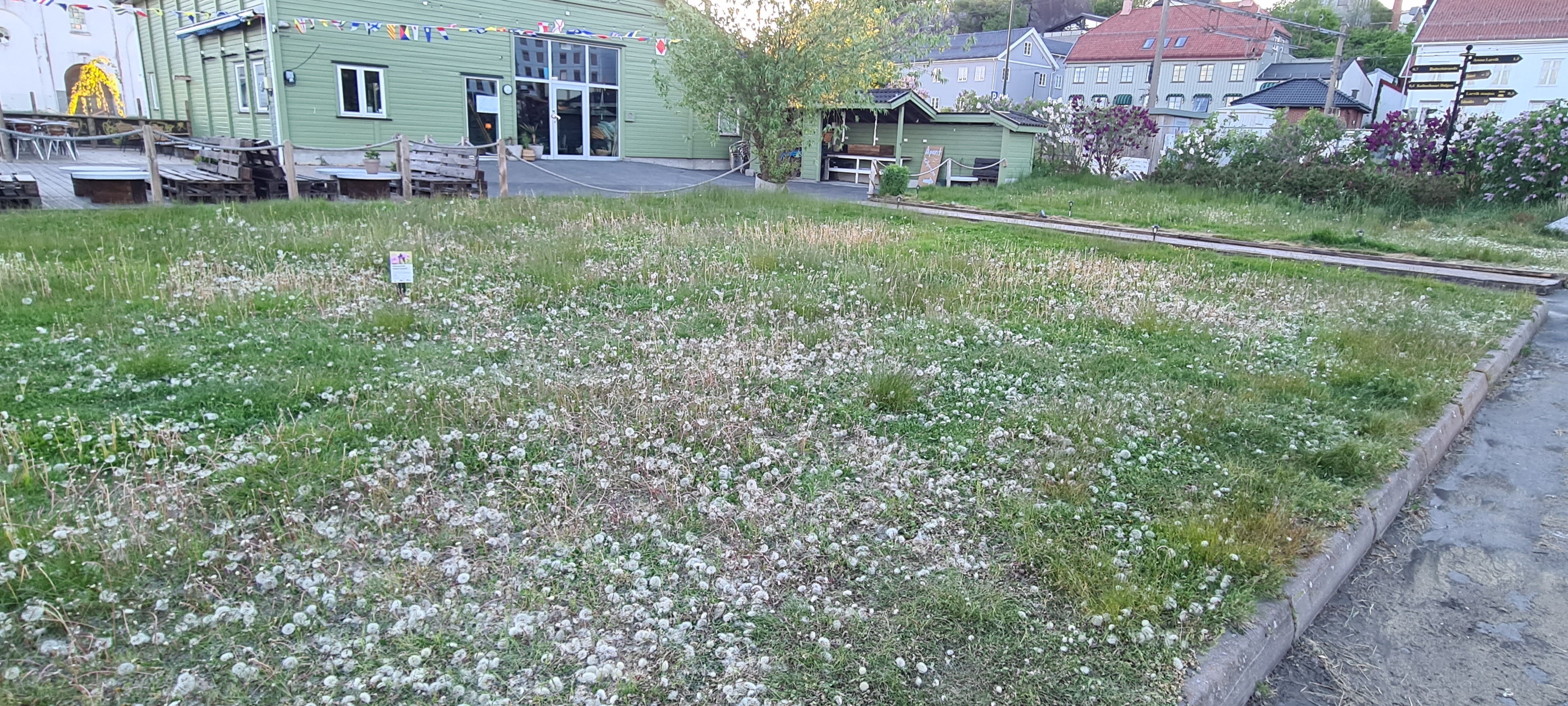 5 B Biehotellet Spredde Løvetannfrø Over Hele Havna