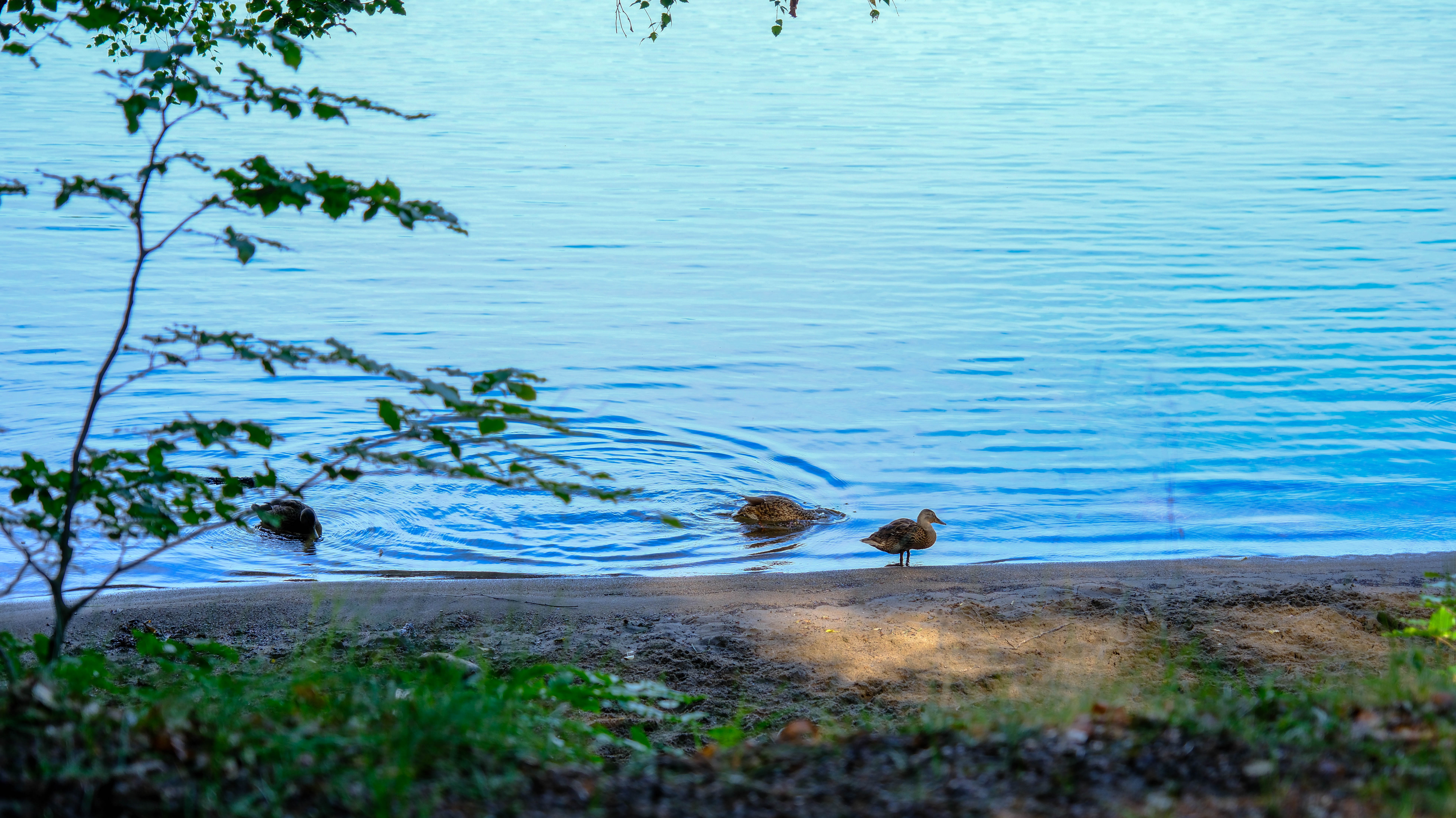 Kattestranda 9 Larvik Leverer 115