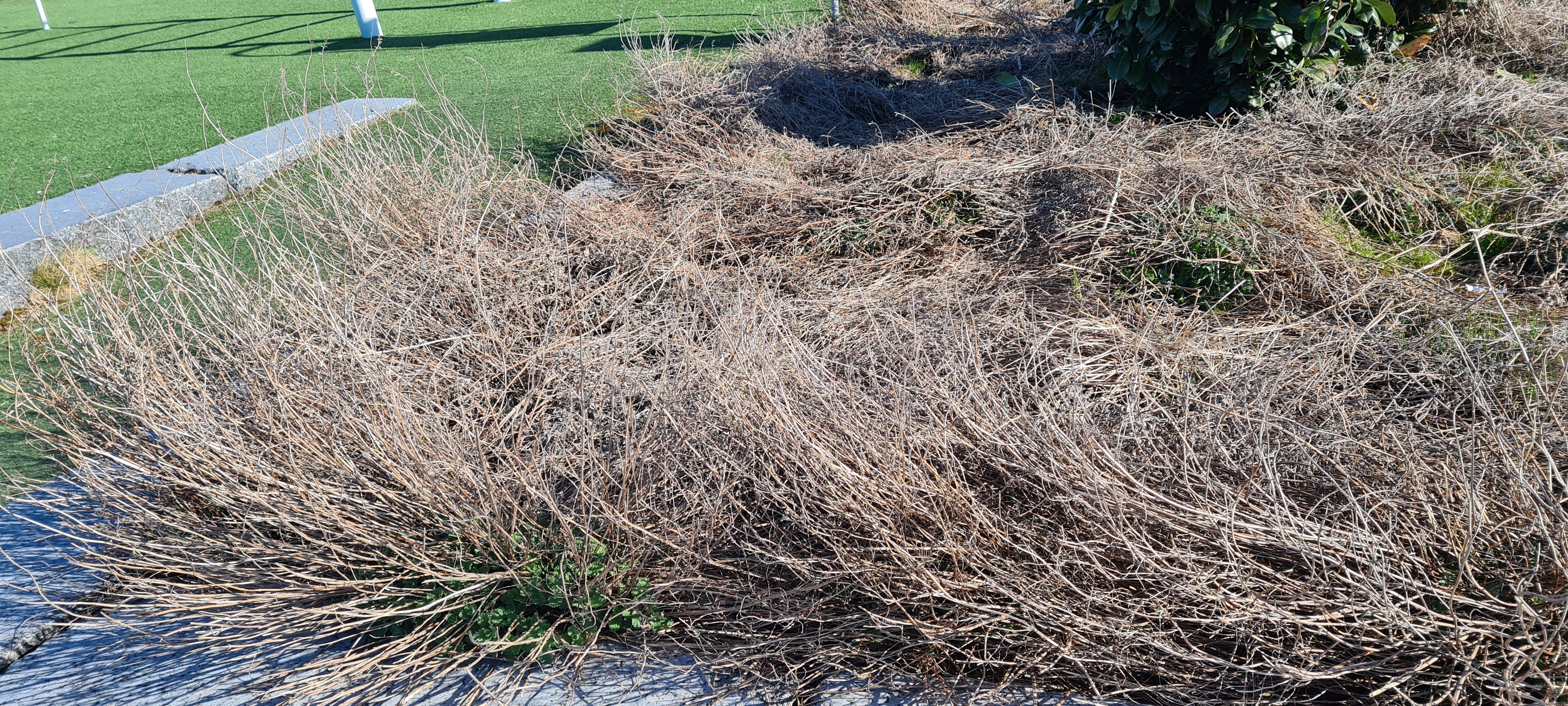 1 Kattemynte Bed Uten Rens På 2 Året