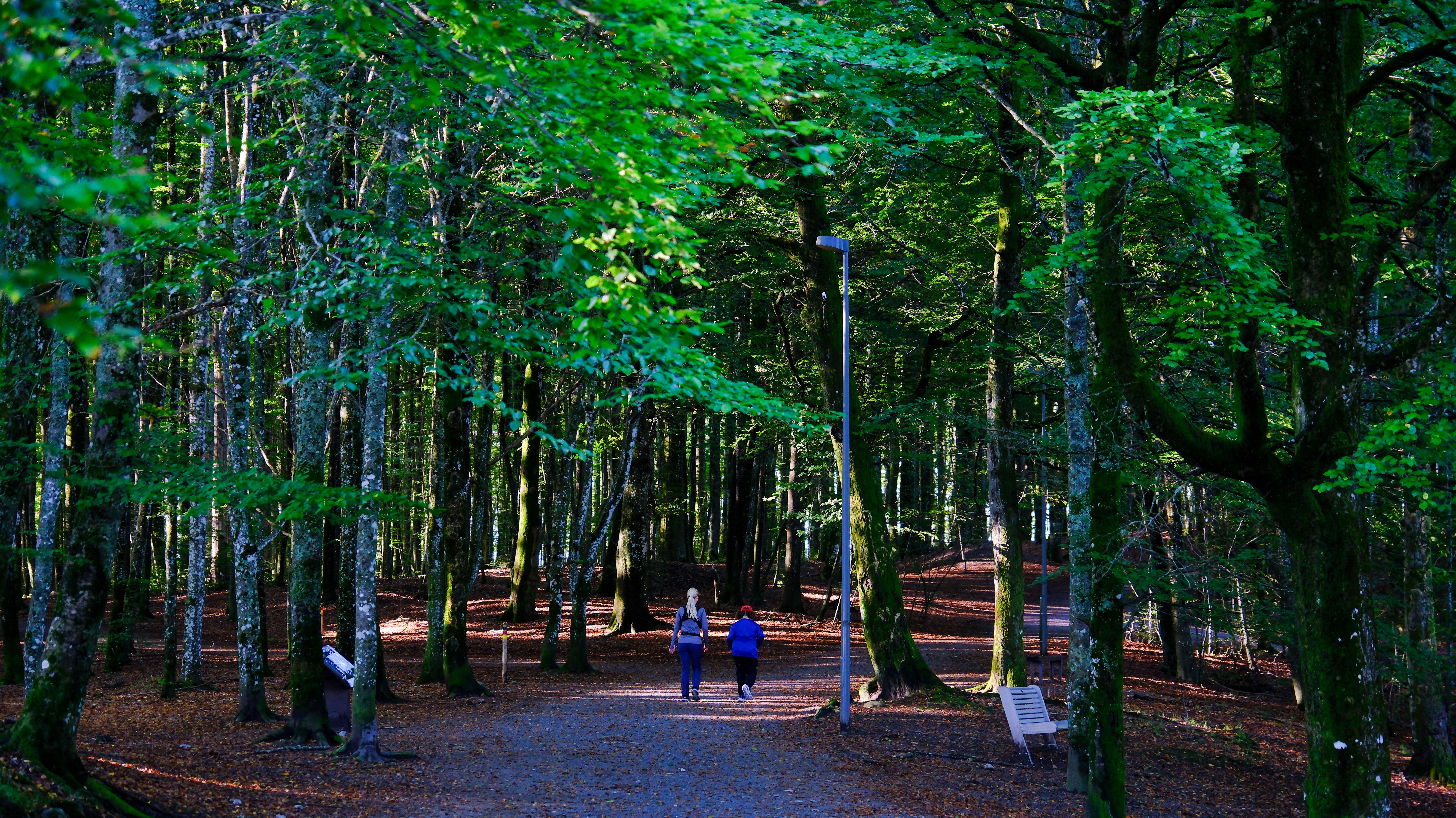 Bøkeskogen Larvik Leverer Dag 2