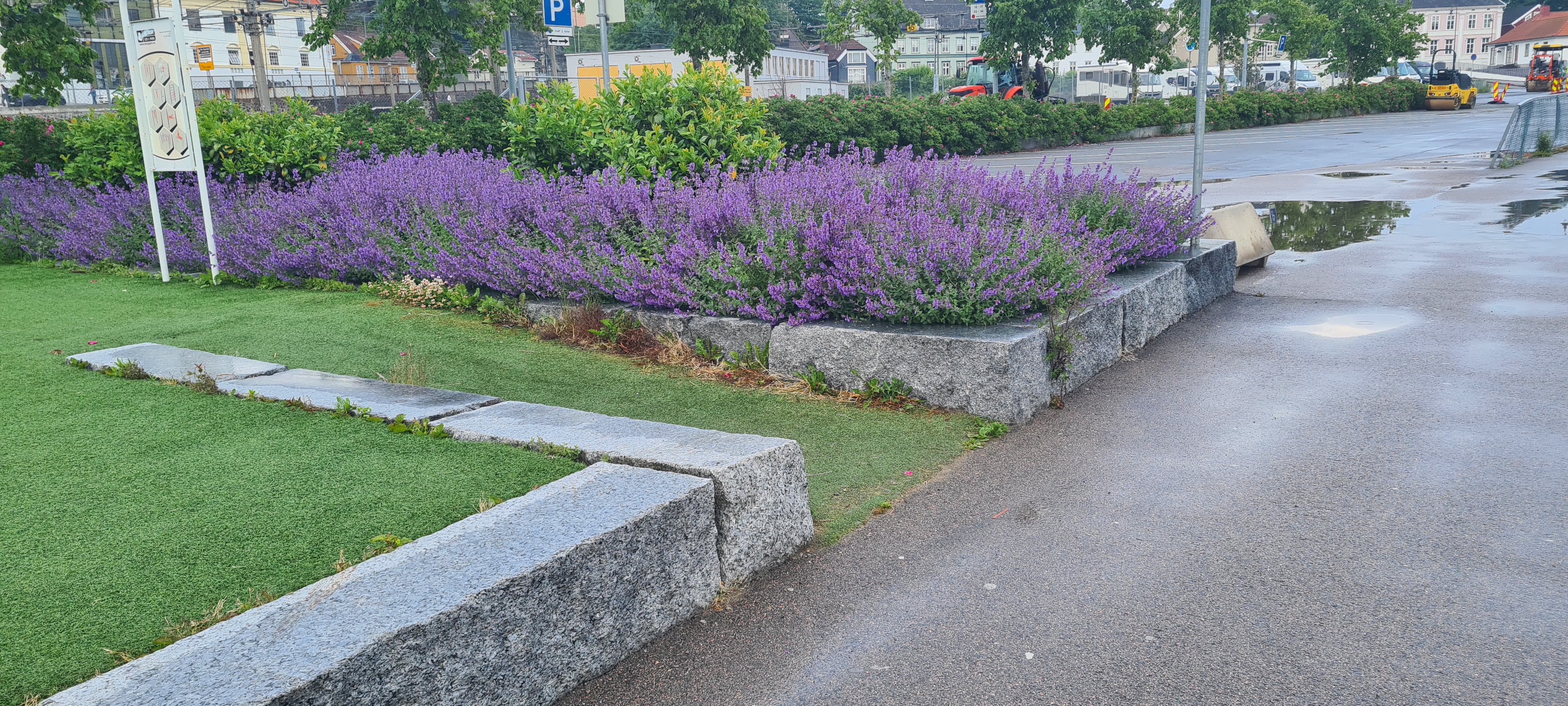 2 Kattemyntebed Renset.